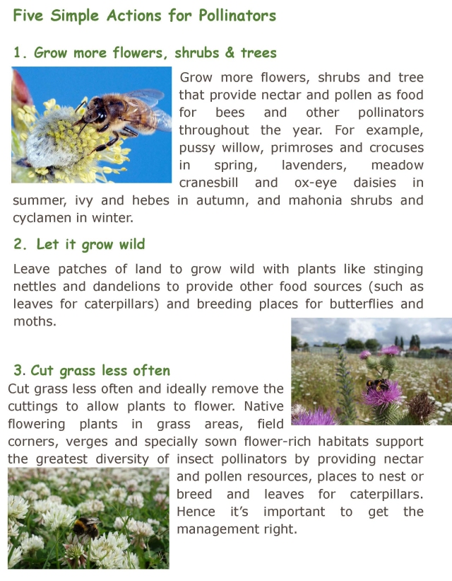 Bee Info_Page_1
