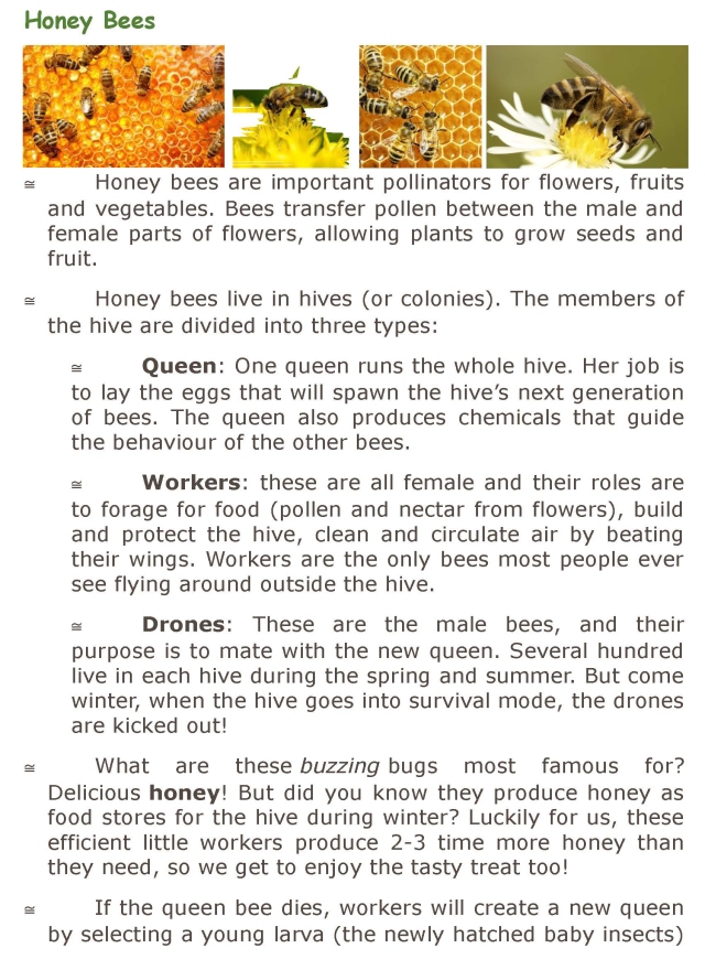 Bee Info_Page_3